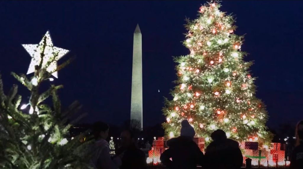 white-house-christmas-tree-rescued-ready-lighting-ceremony