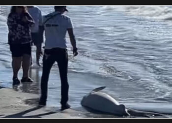 Investigation Launched After Dead Shark Discovered on Rhode Island Coast