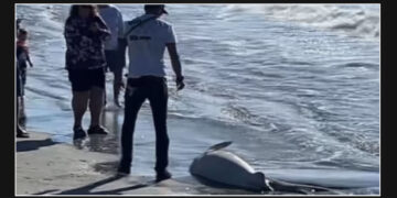 Investigation Launched After Dead Shark Discovered on Rhode Island Coast