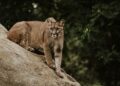 Texas Bans 'Canned Hunting' of Mountain Lions