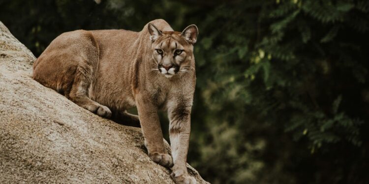 Texas Bans 'Canned Hunting' of Mountain Lions