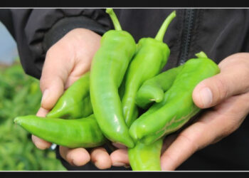 The Singular US State That Allows Farmers to Cultivate Hatch Chiles