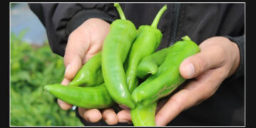 The Singular US State That Allows Farmers to Cultivate Hatch Chiles